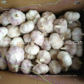 Chinese White Garlic with Good Quality